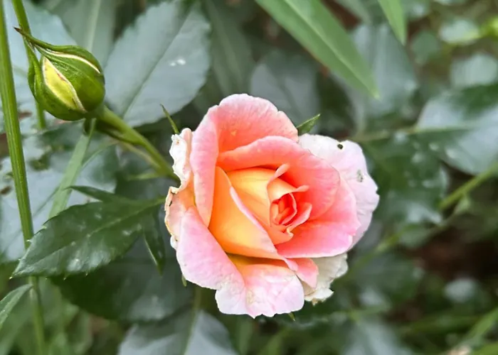 With A Terrace Forest Lullula Apartment *