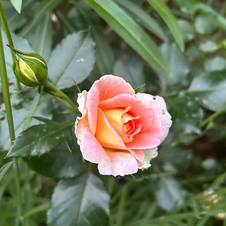 With A Terrace Forest Lullula Apartmán *